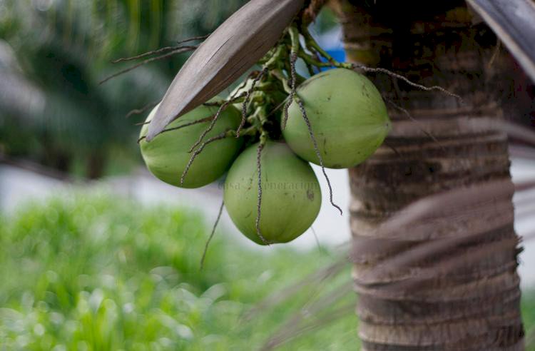Mature Fresh Coconut