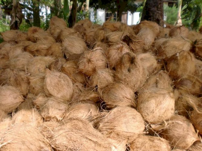 Semi Husked Mature Coconut